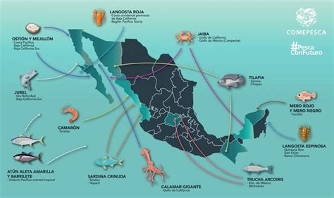 México Mundo Tenemos Un Problema Los Mares Son Sobreexplotados En Un