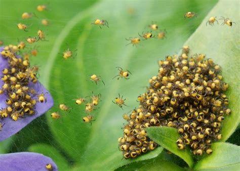 Snails' reproduction is quick and prolific, which means after oviposition, the garden snail is typically ready to reproduce again in six weeks. spider reproduction Gallery