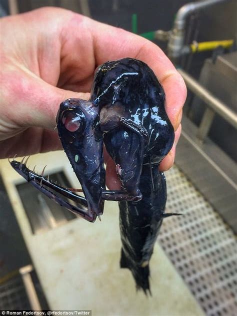 This Fishermans Photos Of Alien Creatures From The Ocean Will Give