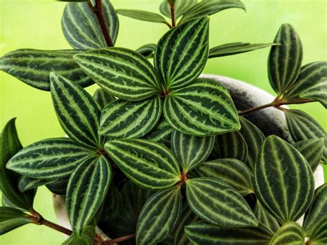 26 Peperomia Varieties That Are Easy To Grow Indoors