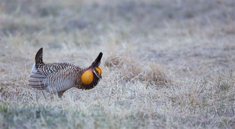 Greater Prairie Chicken Facts The Nature Conservancy