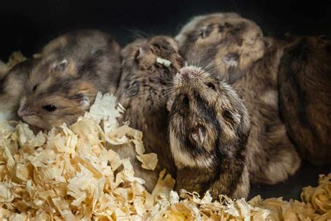 Can Hamsters Live Together In The Same Cage