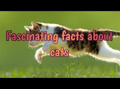 While there are many unusual behaviour traits that one can observe in cats, kneading is the pick of the bunch. Interesting facts about cat in Tamil - YouTube