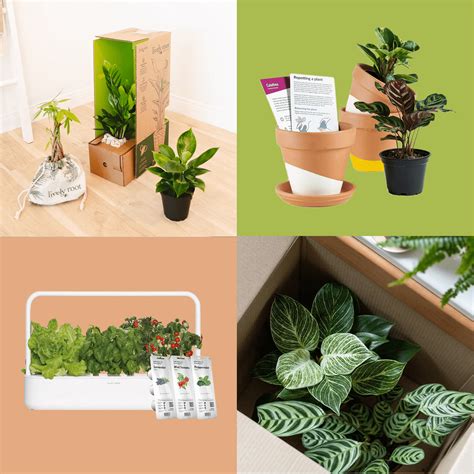 5 Best Plant Subscription Boxes For A Greener Happier Home