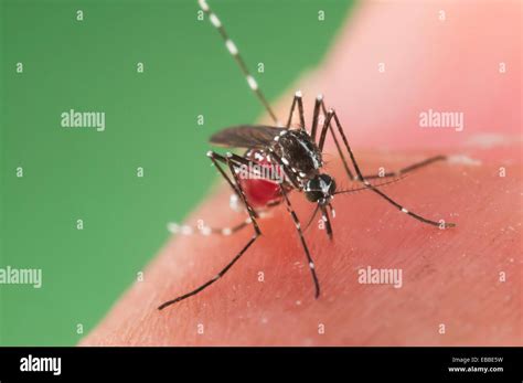 2004 Aedes Albopictus Anatomy Animal Arthropod Asian Tiger Mosquito