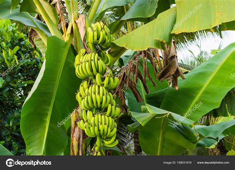 Banana Tree With Bunch Of Growing Green Bananas — Stock Photo