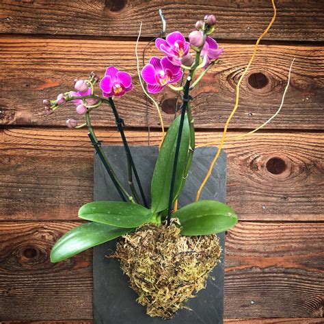 It has a projecting green roof shaped like an orchid. Wall Mounted Pink Phalaenopsis Orchid Mothers Day live ...