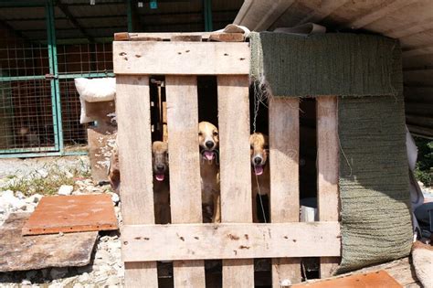 Homeless Dogs In The Kennel Are Sitting In Cages Stock Image Image Of