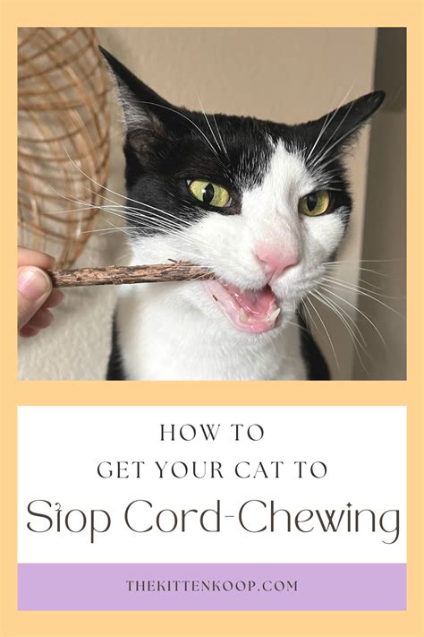 Cord Chewing Is A Challenging Behavior To Manage In Cats First Take
