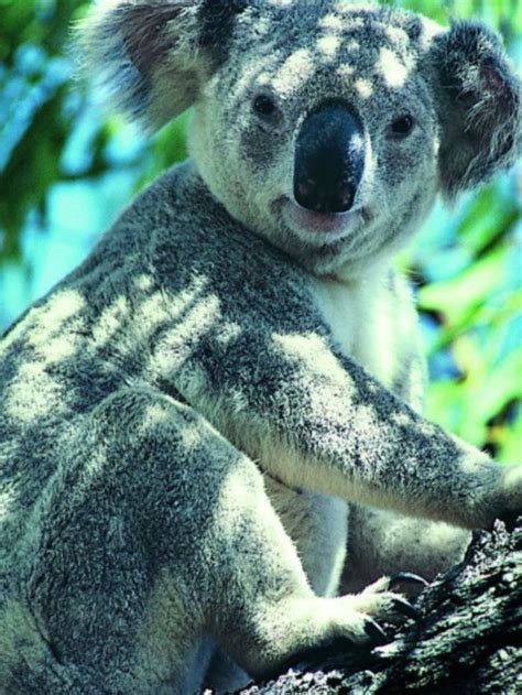 Pinterest Koala Koala Bear Koalas