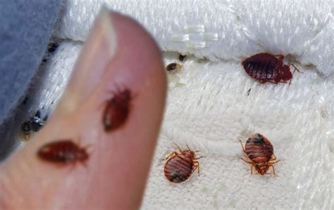 Weight Of Average Bedbug Facts Sizes And Colors