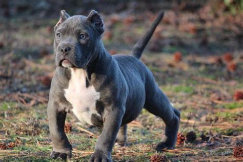 Find american bully puppies for sale. Blue Pit Bull /American Bully Puppies for Sale in Emporia ...