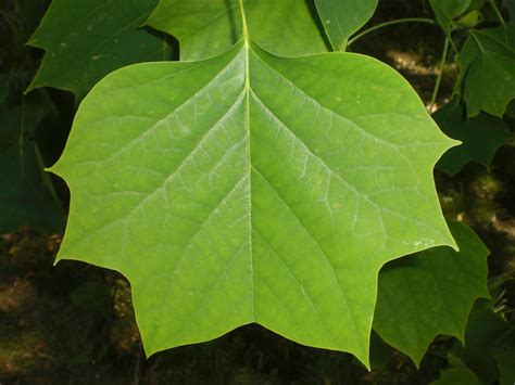 Check out our leafs tree selection for the very best in unique or custom, handmade pieces from our shops. Tom's Trees: American Tulip-Tree (Liriodendron Tulipifera)