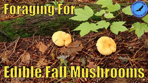 Foraging For Edible Fall Mushrooms Youtube