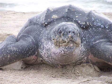 Leatherback Sea Turtle The Animal Facts Appearance Diet Habitat