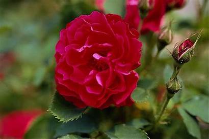 Rose Roses Fanpop
