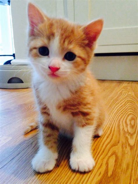 We did not find results for: 2 Cute kittens for sale | Ascot, Berkshire | Pets4Homes