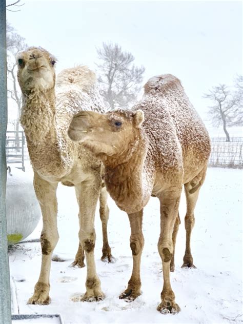 The calf has been named juanito and its mother originally hails from the canary islands. Female Dromedary Camel for Sale