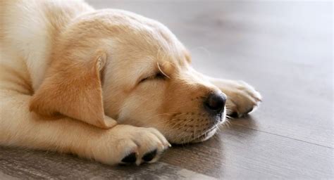 How Long Do Dogs Sleep Is Your Dog Sleeping Too Much