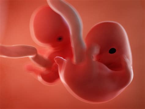 双子の妊娠で起こるバニシングツインとは？ 新型出生前診断 nipt japan