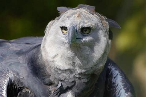 Harpy Eagle San Diego Zoo Animals And Plants