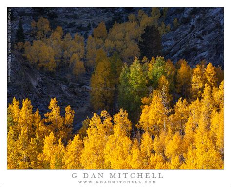 G Dan Mitchell Photograph First Light Sabrina Basin Aspens Eastern