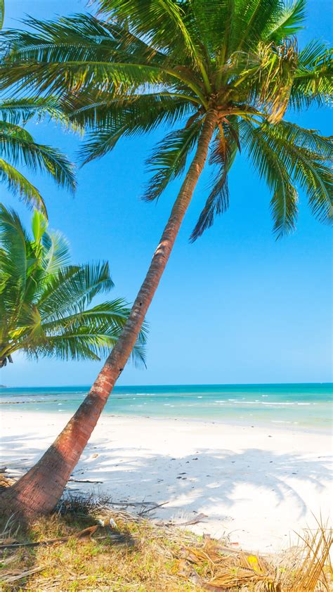 Wallpaper Summer Beach Palm Trees Sea 3840x2160 Uhd 4k