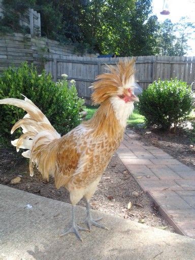 Romeo Bearded Buff Laced Polish Rooster Polish Rooster Beautiful Chickens Rooster Breeds