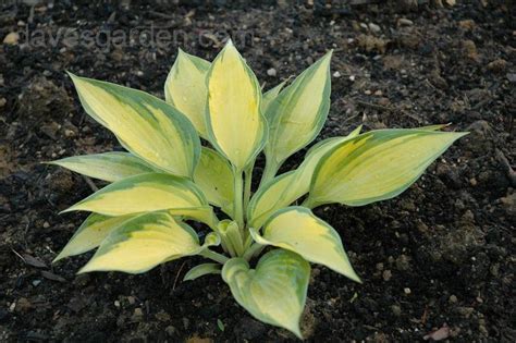 Plantfiles Pictures Hosta June Hosta By Frmdeath2life