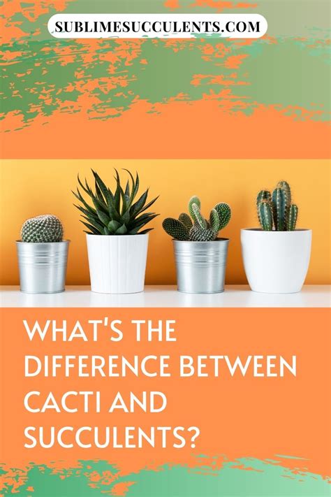 When you think about succulents and cacti, i'm sure most people assume they are two separate but closely related groups of plants. What's the Difference Between Cacti and Succulents? in ...