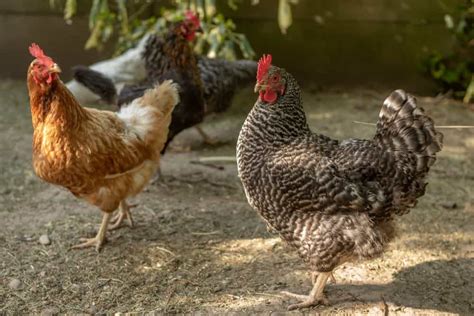 A Beginner’s Guide To Raising Urban Chickens Hgandh