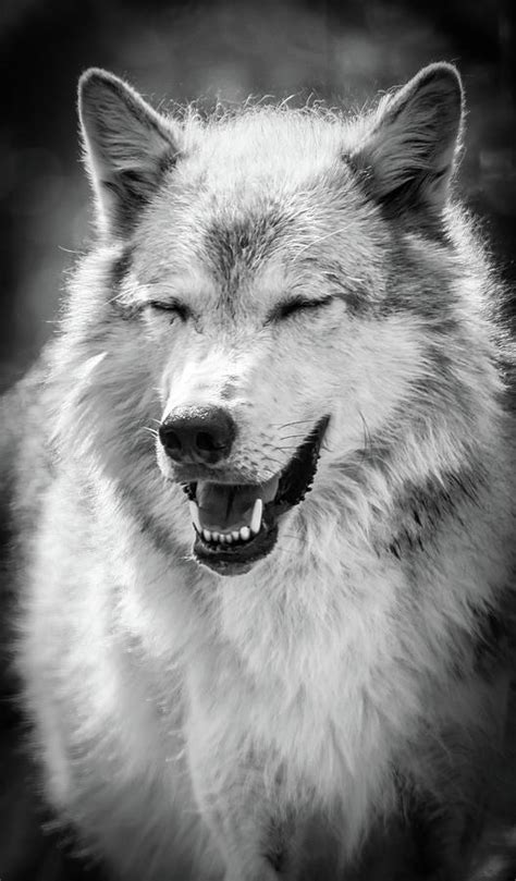 Wolves Laughing 45 Very Funny Wolf Meme Pictures That Will Make You