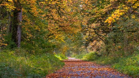 Download Wallpaper 1366x768 Park Trees Path Fallen Leaves Autumn