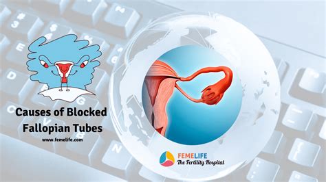 Reasons For Blocked Fallopian Tubes In Women Femelife