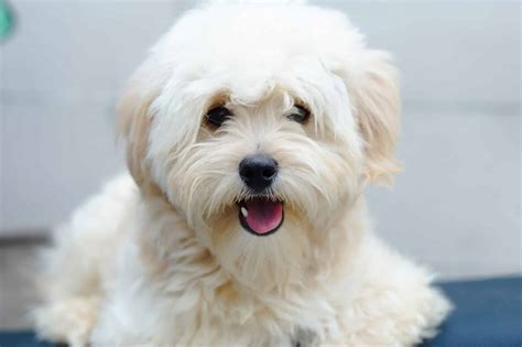 Pomapoo Dog Breed Complete Guide A Z Animals