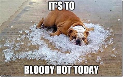 42 Hot Weather Memes To Help You Cool Down