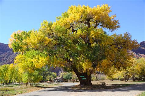 Cottonwood Tree Facts Everything You Need To Know Randomfunfacts