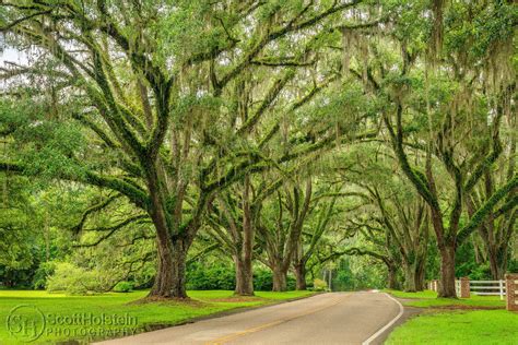 Live Oak Plantation Road A Canopy Road In Tallahassee Florida