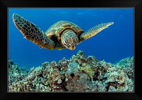 Hawaii Green Sea Turtle Chelonia Black Framed Wall Art Print Sea