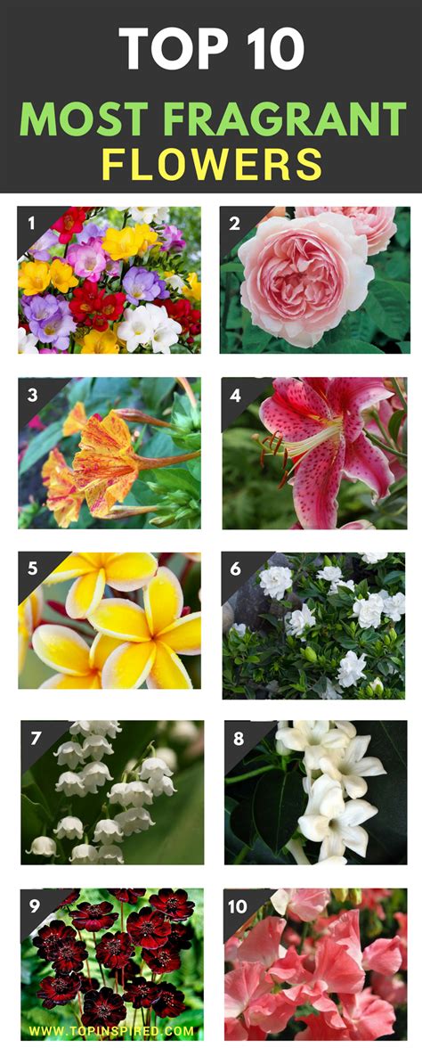 Top 10 Of The Most Fragrant Flowers In The World Fragrant Flowers