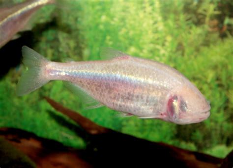 Astyanax Mexicanus Mexican Blind Cavefish Blind Cave Tetra Petmd