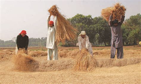 Harvesting Losses Behind The Trouble On Punjabs Rice Farms Herald