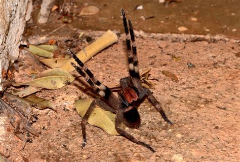 Brazilian Wandering Spider L Deadly Arachnid Our Breathing Planet