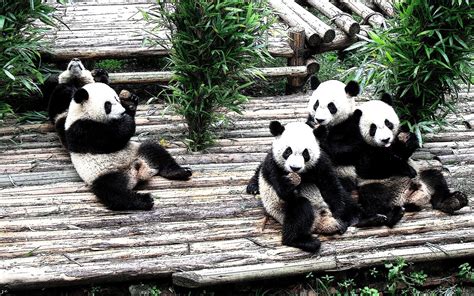 Panda Hd Wallpaper Background Image 2560x1600