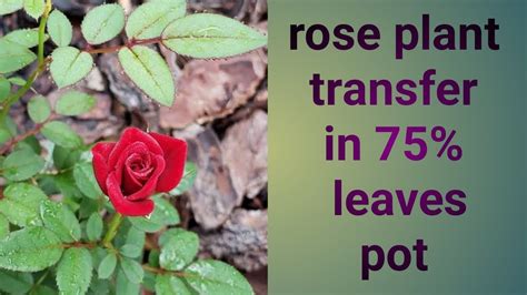 Rose Plant Transfer In 75 Leaves Pot Urduhindi Youtube