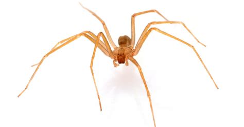 First Stages Of Brown Recluse Bites Livestrongcom
