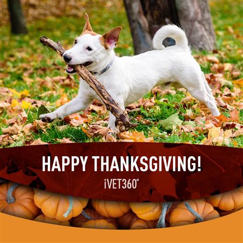 Happy Thanksgiving Pet Holiday Happy Thanksgiving Thanksgiving