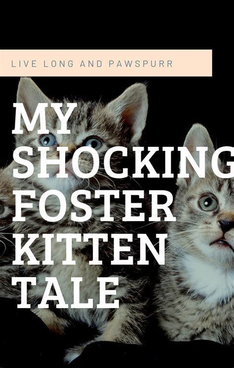 The Surprising Truth About My First Foster Kitten Foster Kittens