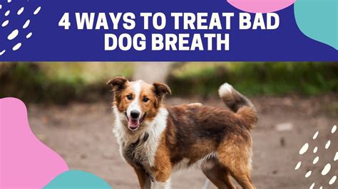 How To Treat Bad Dogs Breath Naturally 4 Simple Ways
