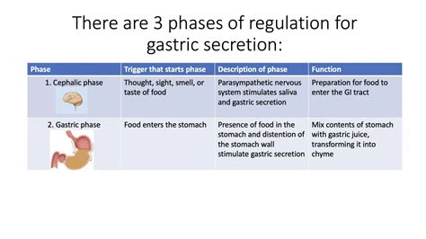 Regulation Of Gastric Secretion Youtube